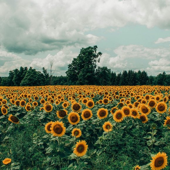 Meet your Posher, - Picture 1 of 1